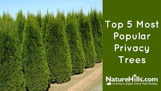 Top 5 Most Popular Privacy Trees  NatureHillscom [upl. by Hnah]