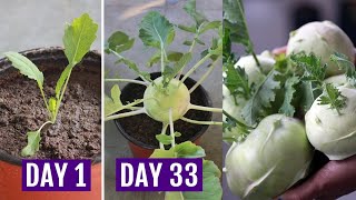 How to Grow KohlrabiKnol Khol in Containers  Complete GUIDE [upl. by Ajup]