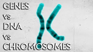 Genes vs DNA vs Chromosomes  Instant Egghead 19 [upl. by Yesdnik]