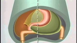 Embryological Development of GastroIntestinal Tract  ACLAND [upl. by Adnek974]