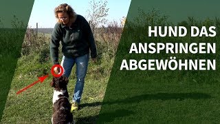 Hund das Anspringen abgewöhnen ► Praxisvideo Hunde trainieren [upl. by Gilder]