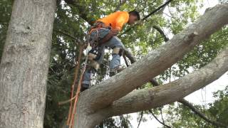 CR Tree Service [upl. by Gibby]