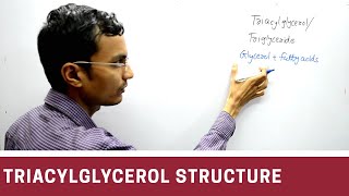 Structure of Triacylglycerol  Triglyceride [upl. by Nodnerb695]