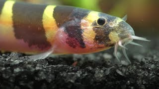 How To Care For Your Kuhli Loaches [upl. by Erret764]