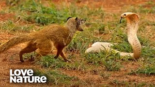 Cobra VS Mongoose  Love Nature [upl. by Rizzi]