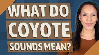 What do coyote sounds mean [upl. by Shandy]