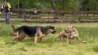 German Shepherd Attacks Pitbull OFF LEASH PARK [upl. by Dranreb]