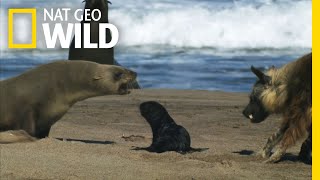 Seal Pups Face a Hungry Predator  Nat Geo Wild [upl. by Abbottson417]