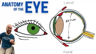 Basic Eye Anatomy and Physiology [upl. by Esydnac]