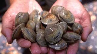 Facts Bivalves [upl. by Kcirdnekel]