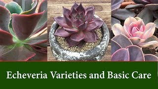 Echeveria Varieties  Easy to Grow Succulents Care and Watering [upl. by Adnilec261]