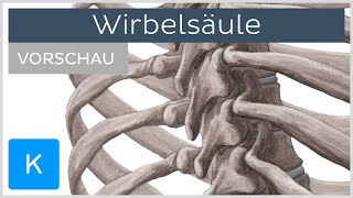 WirbelsÃ¤ule Aufbau und Funktion Vorschau  Kenhub [upl. by Rednal]