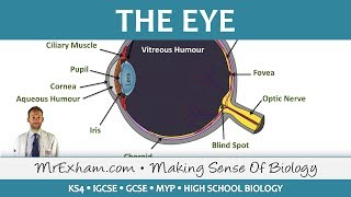 The Eye  GCSE Biology 91 [upl. by Aenad]