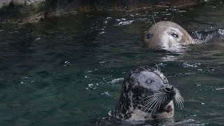 How Are Seals Different from Sea Lions [upl. by Rivalee]