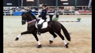 Fantastic Friesian dressage Horse [upl. by Biggs]