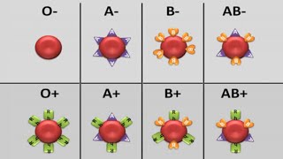 ⭕️ Groupage Sanguin  ABO  RHESUS  et Transfusion  khadidja ferdj [upl. by Allayne]