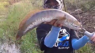 Mancing Ikan Gabus Terbesar dengan Teknik Casting [upl. by Leela]