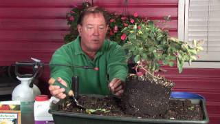 Growing Roses  How to Plant Hybrid Tea Roses [upl. by Bowes]