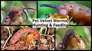 Pet Velvet Worms Hunting and Feeding [upl. by Einreb]