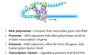 Eukaryotic Gene Regulation [upl. by Aroved]