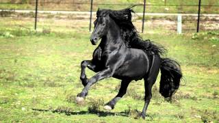 WORLD FAMOUS FRIESIAN STALLION [upl. by Nadia]