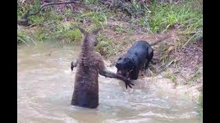 Kangaroo vs Dog real Fight  Wild Animals Attack [upl. by Ellertnom]