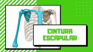 ESCÁPULA CLAVICULA ESTERNÓN Y HÚMERO✅ Cintura Escapular [upl. by Jaf]