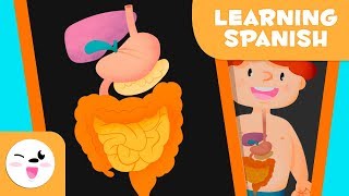 Video for kids to learn digestive system in Spanish LearnSpanish [upl. by Champagne]