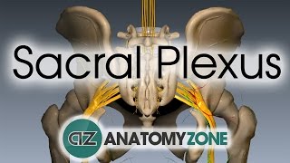 Sacral Plexus  Anatomy Tutorial [upl. by Cortie]