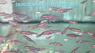 Hemigrammus erythrozonus [upl. by Asiilanna]