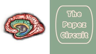 The Papez Circuit [upl. by Leund]