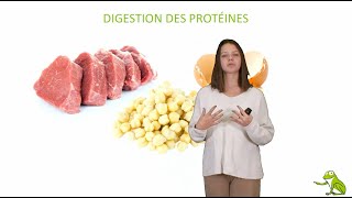 Digestion des protéines [upl. by Laval]