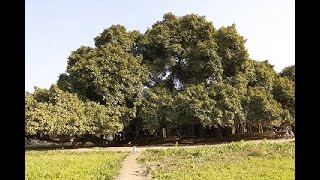 Banyan TreeBorr ka darakht Pakistans largest and oldest Tree near Moriwal Mid Ranjha [upl. by Henebry]