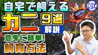 【超簡単】自宅で飼育できるカニ9選！飼育方法も解説！ [upl. by Tenn]