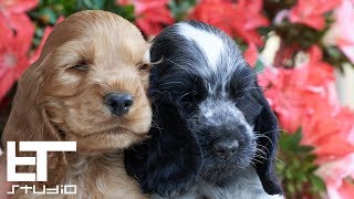 English Cocker Spaniel  Puppies [upl. by Elatnahc]