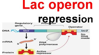 Lac operon repression  lac repressor [upl. by Naenej]