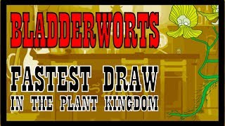 Bladderworts Fastest Draw in the Plant Kingdom [upl. by Luapleahcim]