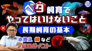 ベタ飼育でやってはいけないこと7個！水換え・餌など長期飼育の基本とは [upl. by Gupta]