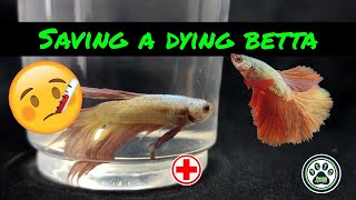 How To Save A Dying Betta  Inactive Betta [upl. by Ardnohsed]