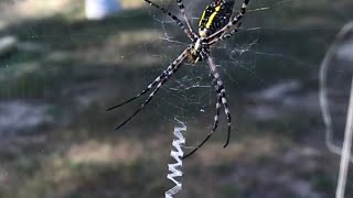 LEARN about the yellow garden spider argiope aurantia zigzag corn hay mckinley [upl. by Lapo]