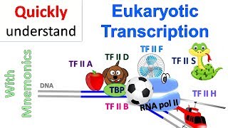 Eukaryotic Transcription [upl. by Hermes]