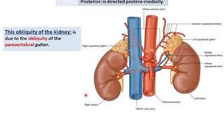 Anatomy of the Kidneys  Dr Ahmed Farid [upl. by Darreg162]