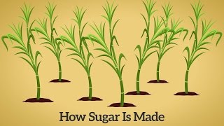 How Cane Sugar Is Made [upl. by Schonfeld534]