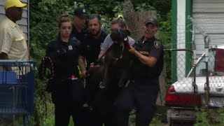 Pit bulls kill dog attack owner in Detroit [upl. by Ardnasxela]