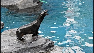 Why Do Northern Fur Seals Vocalize  Sounds Of The Aquarium [upl. by Glynas]