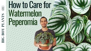 Watermelon Peperomia Care and Propagation 2 Methods [upl. by Salim]