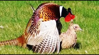 Common Pheasants mating twice in our garden [upl. by Ak584]