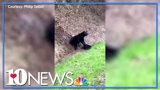 Black bear attacks wild hog in Great Smoky Mountains [upl. by Enamrej]