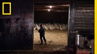 Learning to Work  American Colony Meet the Hutterites [upl. by Oremor]