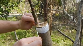 Cleft Grafting a Fig Tree [upl. by Breeze]